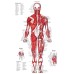 POSTERIOR MUSCULAR SYSTEM CHART ANATOMICAL DIAGRAM ART PRINT PREMIUM POSTER