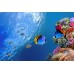 UNDERWATER CORAL REEF WITH FISH SCENE PHOTO WALL ART PRINT - PREMIUM POSTER