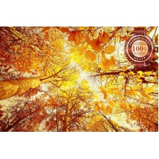 NEW AUTUMN TREES LANDSCAPE THROUGH LEAVES SKY VIEW PHOTO PRINT PREMIUM POSTER