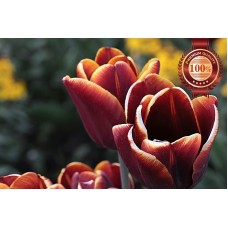 RED TULIPS CLOSE UP FLOWERS BACKGROUND FLOWER PETALS PRINT PREMIUM POSTER