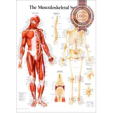 THE MUSCULOSKELETAL SYSTEM DIAGRAM MUSCLE ANATOMY CHART MUSCULAR PREMIUM POSTER