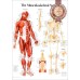 THE MUSCULOSKELETAL SYSTEM DIAGRAM MUSCLE ANATOMY CHART MUSCULAR PREMIUM POSTER
