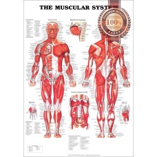 THE MUSCULAR SYSTEM ANATOMICAL DIAGRAM CHART GUIDE MUSCLES PRINT PREMIUM POSTER