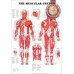 THE MUSCULAR SYSTEM ANATOMICAL DIAGRAM CHART GUIDE MUSCLES PRINT PREMIUM POSTER