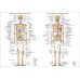 ANATOMICAL DIAGRAM CHART GUIDE SKELETON HUMAN ANATOMY PRINT PREMIUM POSTER