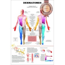 DERMATOMES DIAGRAM NERVOUS SYSTEM TRIGGER POINT ANATOMY CHART PREMIUM POSTER