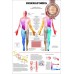 DERMATOMES DIAGRAM NERVOUS SYSTEM TRIGGER POINT ANATOMY CHART PREMIUM POSTER