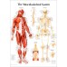 THE MUSCULOSKELETAL SYSTEM DIAGRAM MUSCLE ANATOMY CHART MUSCULAR PREMIUM POSTER