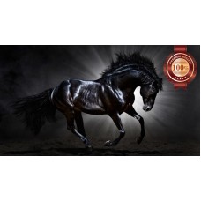 BLACK STALLION IN SPOT LIGHT GALLOPING HORSE ANIMAL PRINT PREMIUM POSTER