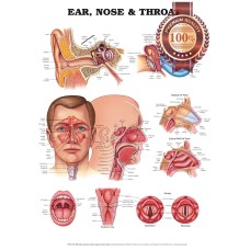 NEW ANATOMY OF THE EARS NOSE & THROAT DIAGRAM CHART GUIDE PRINT - PREMIUM POSTER