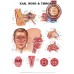 NEW ANATOMY OF THE EARS NOSE & THROAT DIAGRAM CHART GUIDE PRINT - PREMIUM POSTER