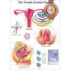 THE FEMALE GENITAL ORGANS DIAGRAM SYSTEM ANATOMY POINT CHART PREMIUM POSTER