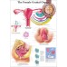 THE FEMALE GENITAL ORGANS DIAGRAM SYSTEM ANATOMY POINT CHART PREMIUM POSTER