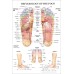 REFLEXOLOGY OF THE FOOT ACUPUNCTURE POINT DIAGRAM ANATOMY CHART PREMIUM POSTER