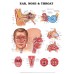NEW ANATOMY OF THE EARS NOSE & THROAT DIAGRAM CHART GUIDE PRINT - PREMIUM POSTER