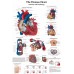 HUMAN HEART MEDICAL DIAGRAM CHART INFORMATIONAL ANATOMY PRINT PREMIUM POSTER