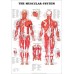 THE MUSCULAR SYSTEM ANATOMICAL DIAGRAM CHART GUIDE MUSCLES PRINT PREMIUM POSTER