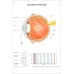 STRUCTURES OF THE EYE VISION DIAGRAM SYSTEM ANATOMY POINT CHART PREMIUM POSTER