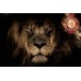 LION CLOSE UP FACE BIG CAT PHOTO WILD BEAUTIFUL ANIMAL PRINT PREMIUM POSTER